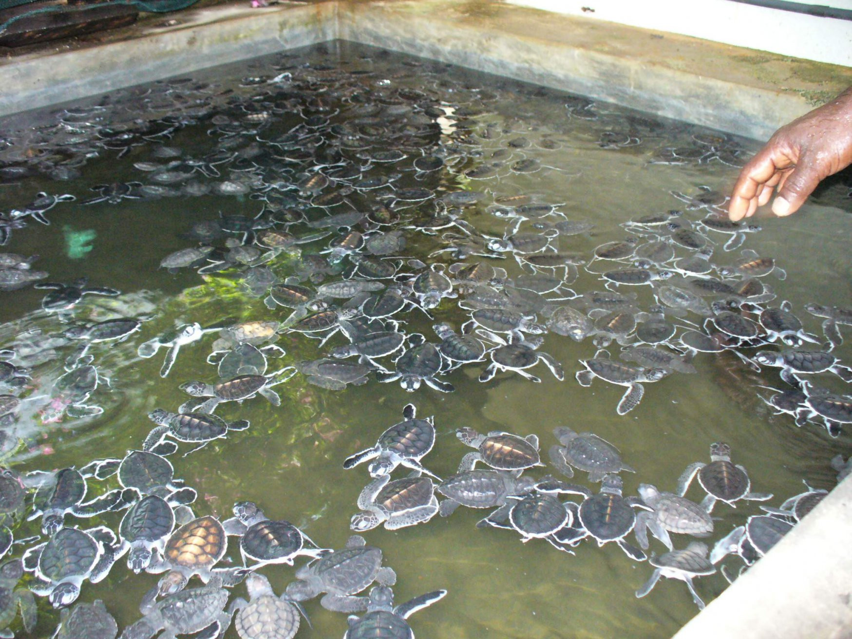 Бентота, Шри-Ланка, фото № 50644 – фотографии Шри-Ланки