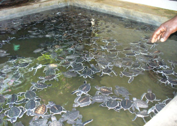 Бентота, Шри-Ланка, фото № 50644 – фотографии Шри-Ланки