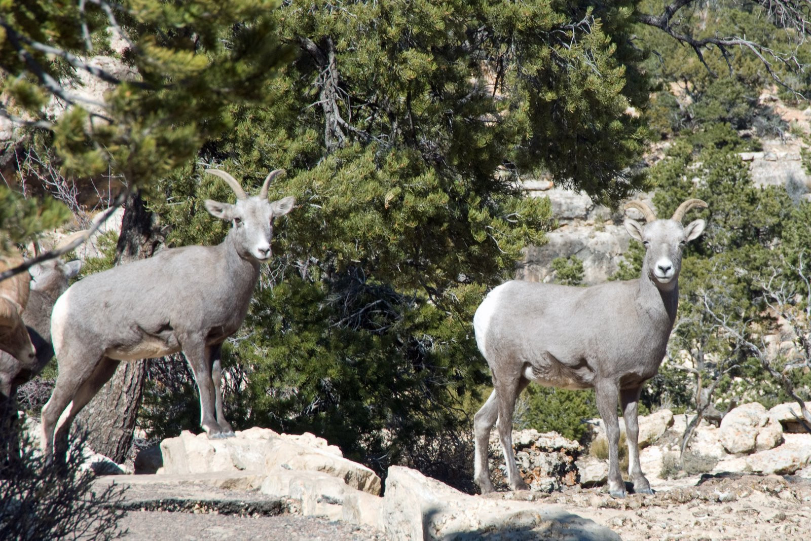 Гранд-Каньон Национальный парк, Аризона штат, США, фото № 67802 – фотографии США