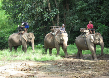 Слоны в Мэ-Хонг-Сон, Тайланд – фотографии Таиланда