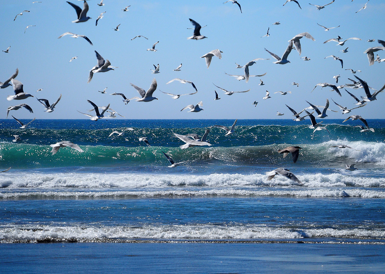 Командорские острова. Фото 8 – фотографии России