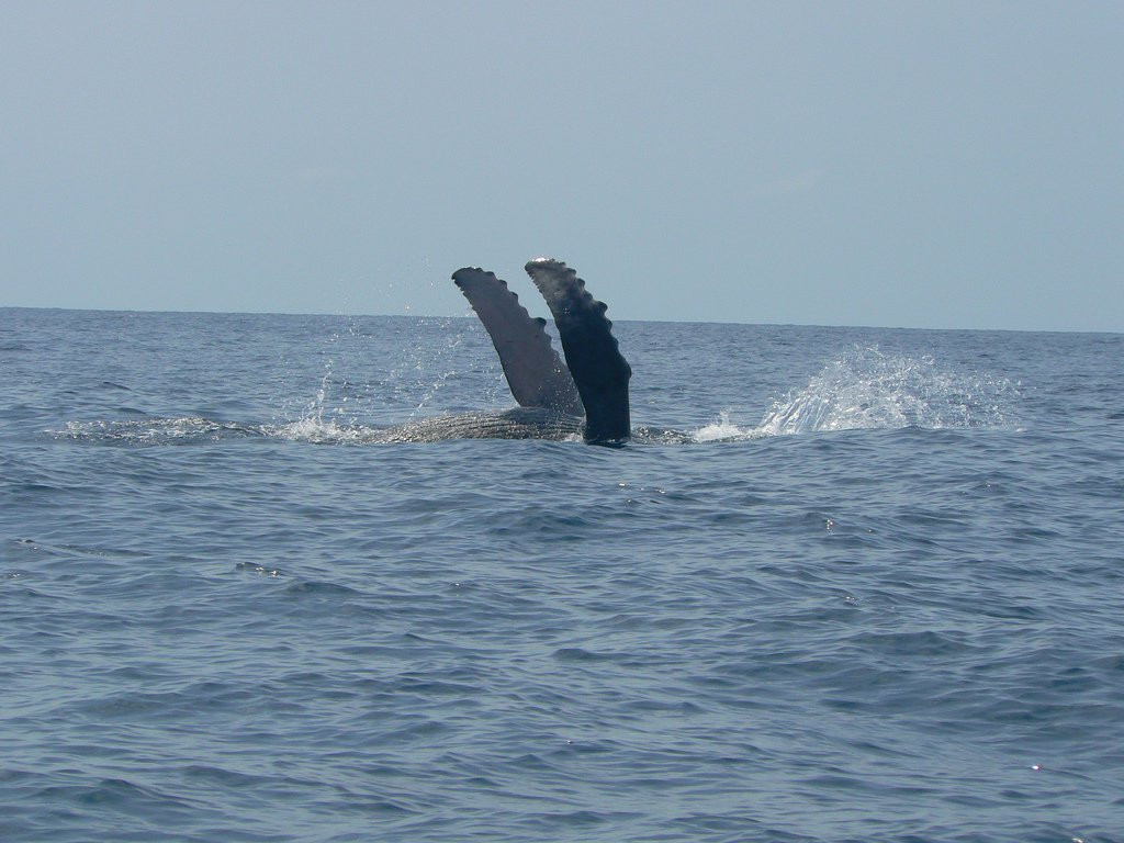 о.Каньо, Пунтаренас провинция, Коста-Рика, фото № 40832 – фотографии Коста-Рики