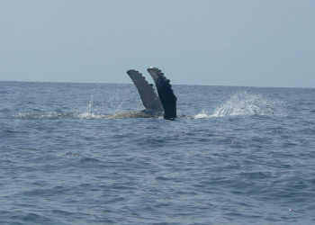 о.Каньо, Пунтаренас провинция, Коста-Рика, фото № 40832 – фотографии Коста-Рики