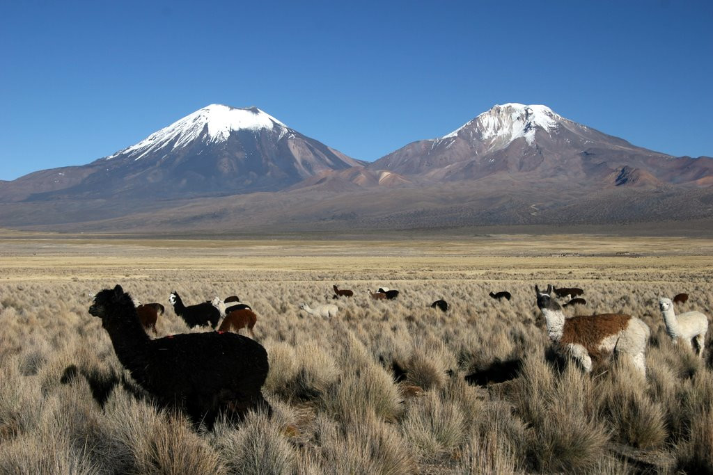 Национальный парк Сахама в Боливии – фотографии Боливии