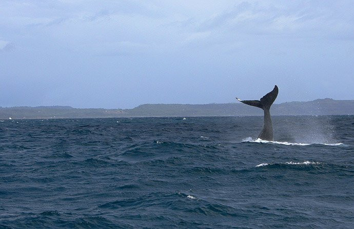 Самана, Доминикана, фото № 30663 – фотографии Доминиканы