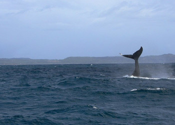 Самана, Доминикана, фото № 30663 – фотографии Доминиканы
