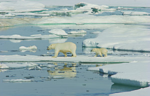 Белые медведи на острове Врангеля. Фото 2 – фотографии России