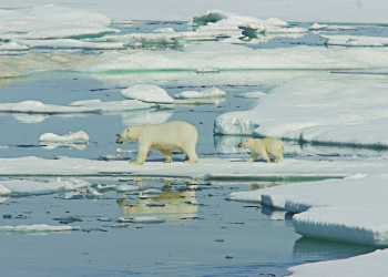 Белые медведи на острове Врангеля. Фото 2 – фотографии России