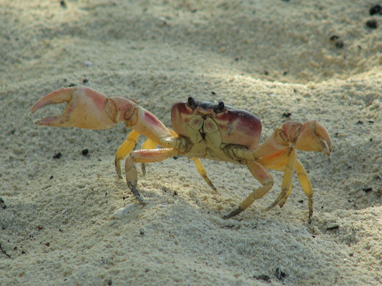 Ракообразные в Ольгин провинция, Куба – фотографии Кубы