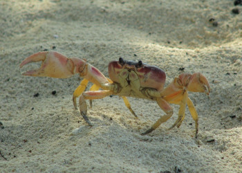 Ракообразные в Ольгин провинция, Куба – фотографии Кубы