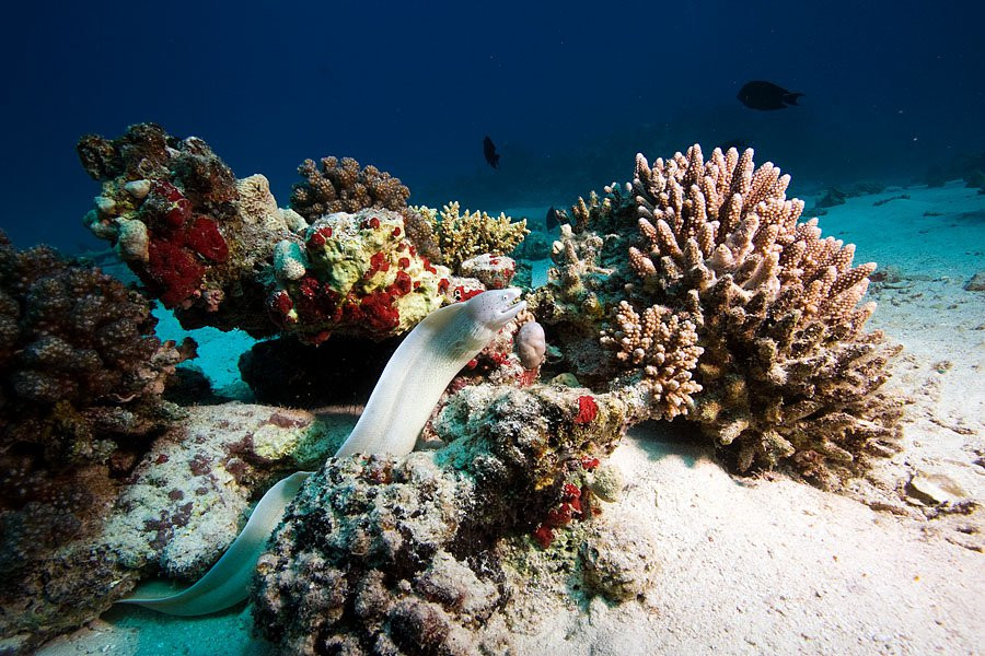 Хургада, Египет, фото № 35504 – фотографии Египта