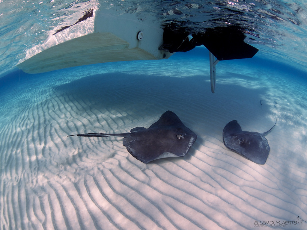 Стингрей Сити или "Город скатов", Большой Кайман. Фото 14 – фотографии Каймановых островов