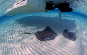 Стингрей Сити или "Город скатов", Большой Кайман. Фото 14 – фотографии Каймановых островов