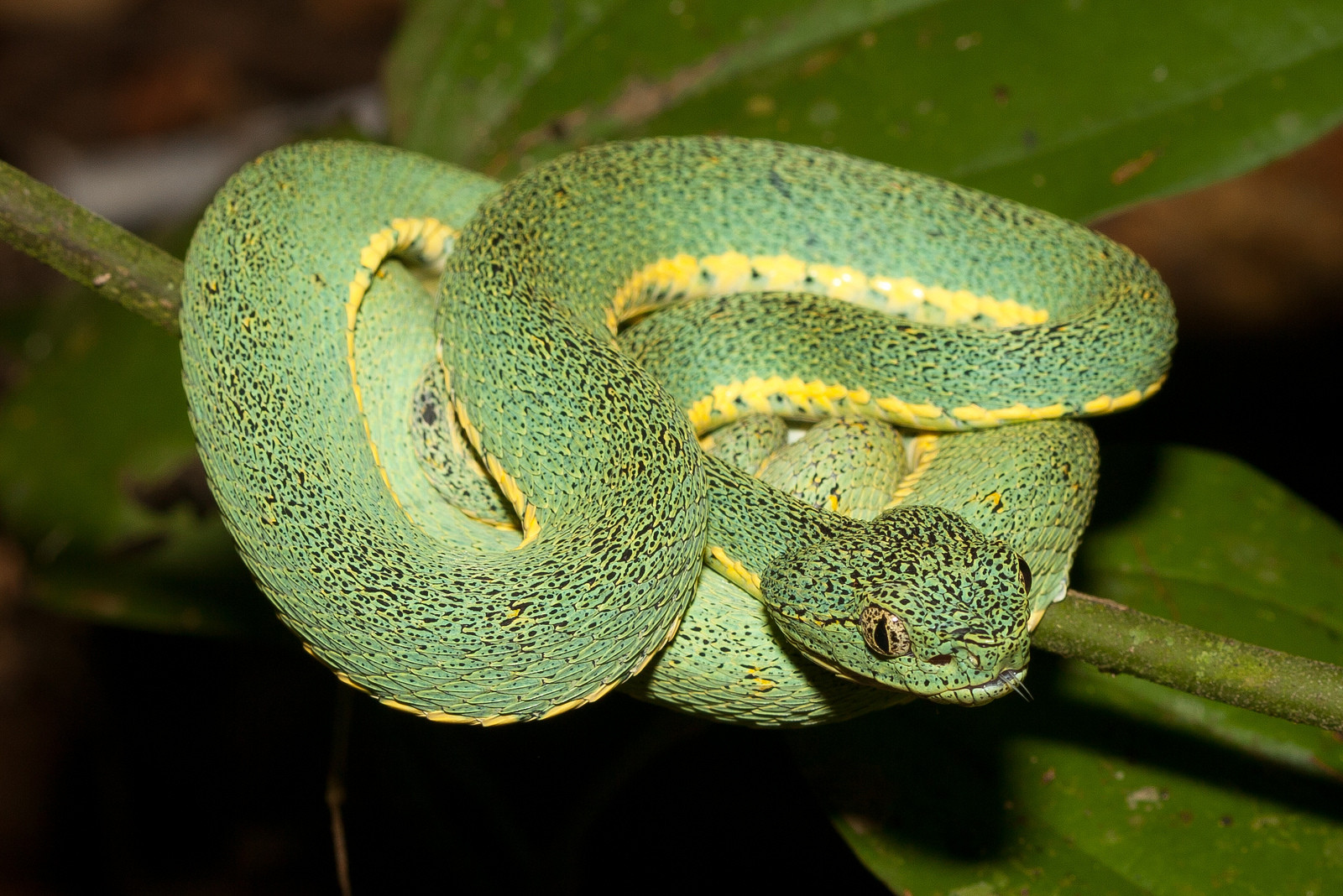 Змейка в национальном парке Ману (Manu National Park) – фотографии Перу