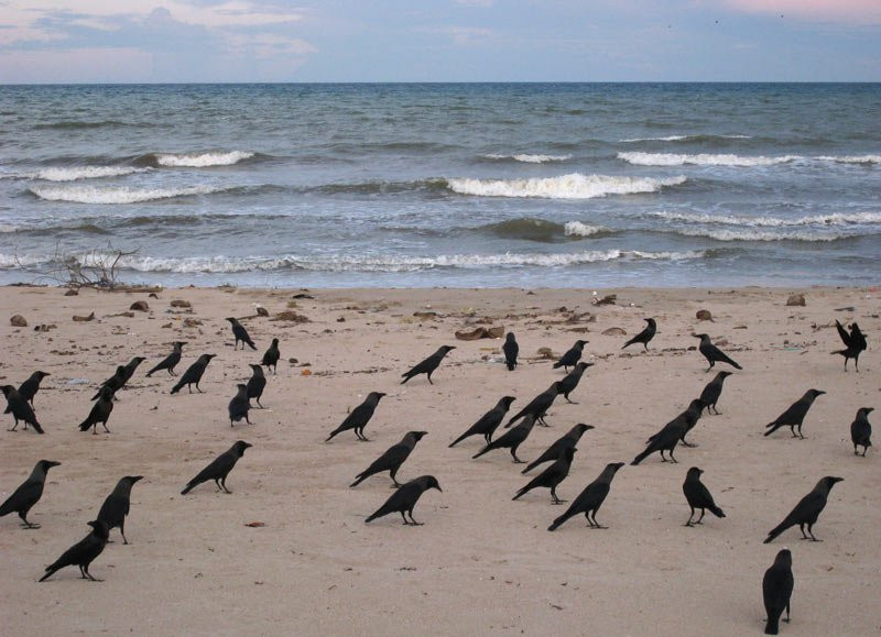 Тринкомали, Шри-Ланка, фото № 52410 – фотографии Шри-Ланки