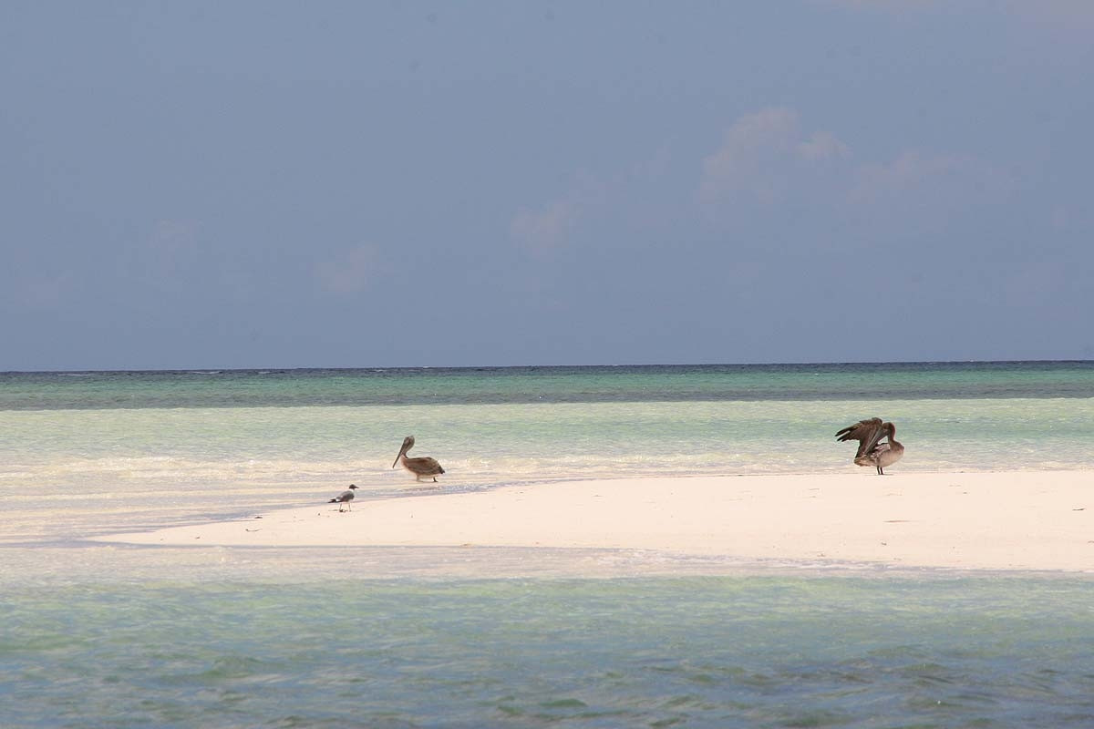 Птицы в Инагуа, Багамские острова. Фото 2 – фотографии Багамских островов