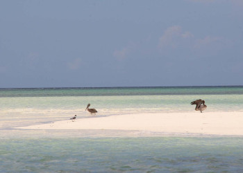 Птицы в Инагуа, Багамские острова. Фото 2 – фотографии Багамских островов
