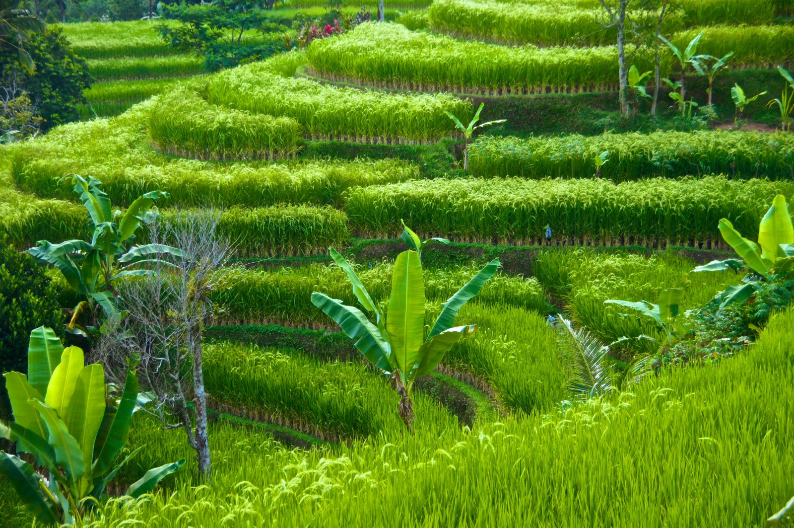 Рисовые террасы Jatiluwih, Бали. Фото 7 – фотографии Индонезии