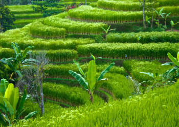 Рисовые террасы Jatiluwih, Бали. Фото 7 – фотографии Индонезии