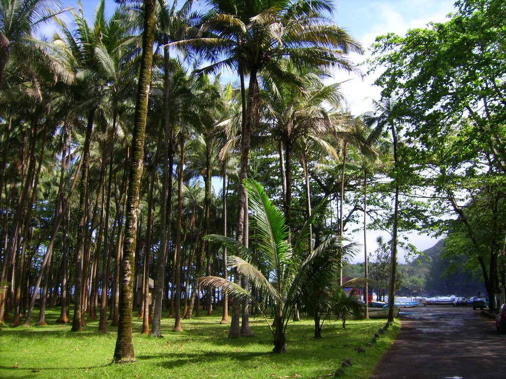 Пальмы в районе Сен-Роз (Saint Rose) на острове Реюньон – фотографии Реюньона