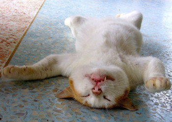 Сончас на острове Пхи-Пхи-Дон, Тайланд – фотографии Таиланда