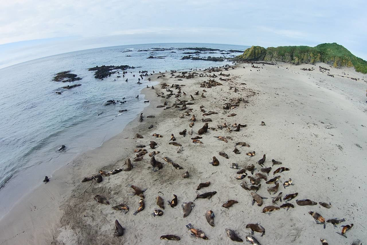 Командорские острова, Россия. Фото 12 – фотографии России