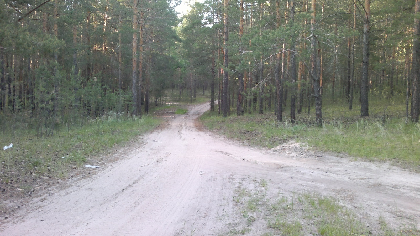 лес – фотографии России