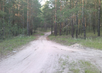 лес – фотографии России