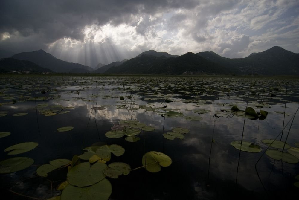 Скадарское озеро, Черногория. Фото 19 – фотографии Черногории