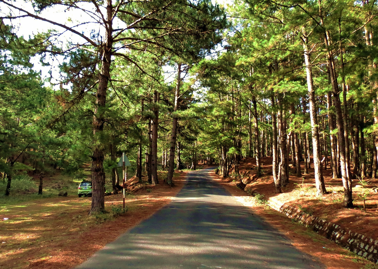 Хвойные леса в Далате – фотографии Вьетнама