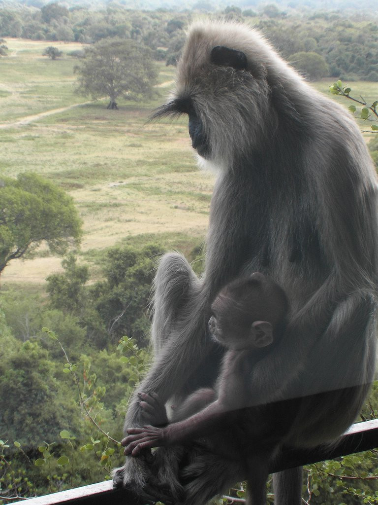Кандалама, Шри-Ланка, фото № 51277 – фотографии Шри-Ланки