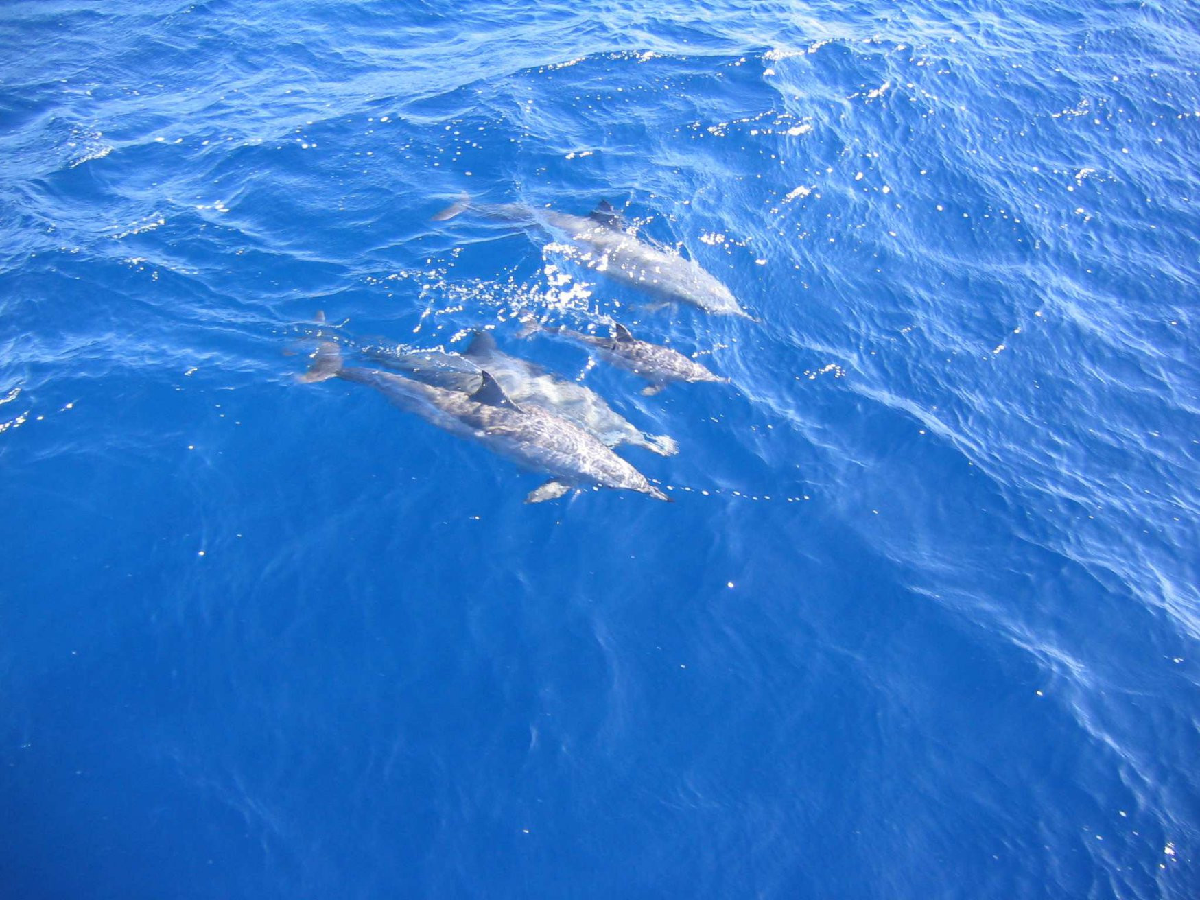 Макади-Бэй, Египет, фото № 35306 – фотографии Египта