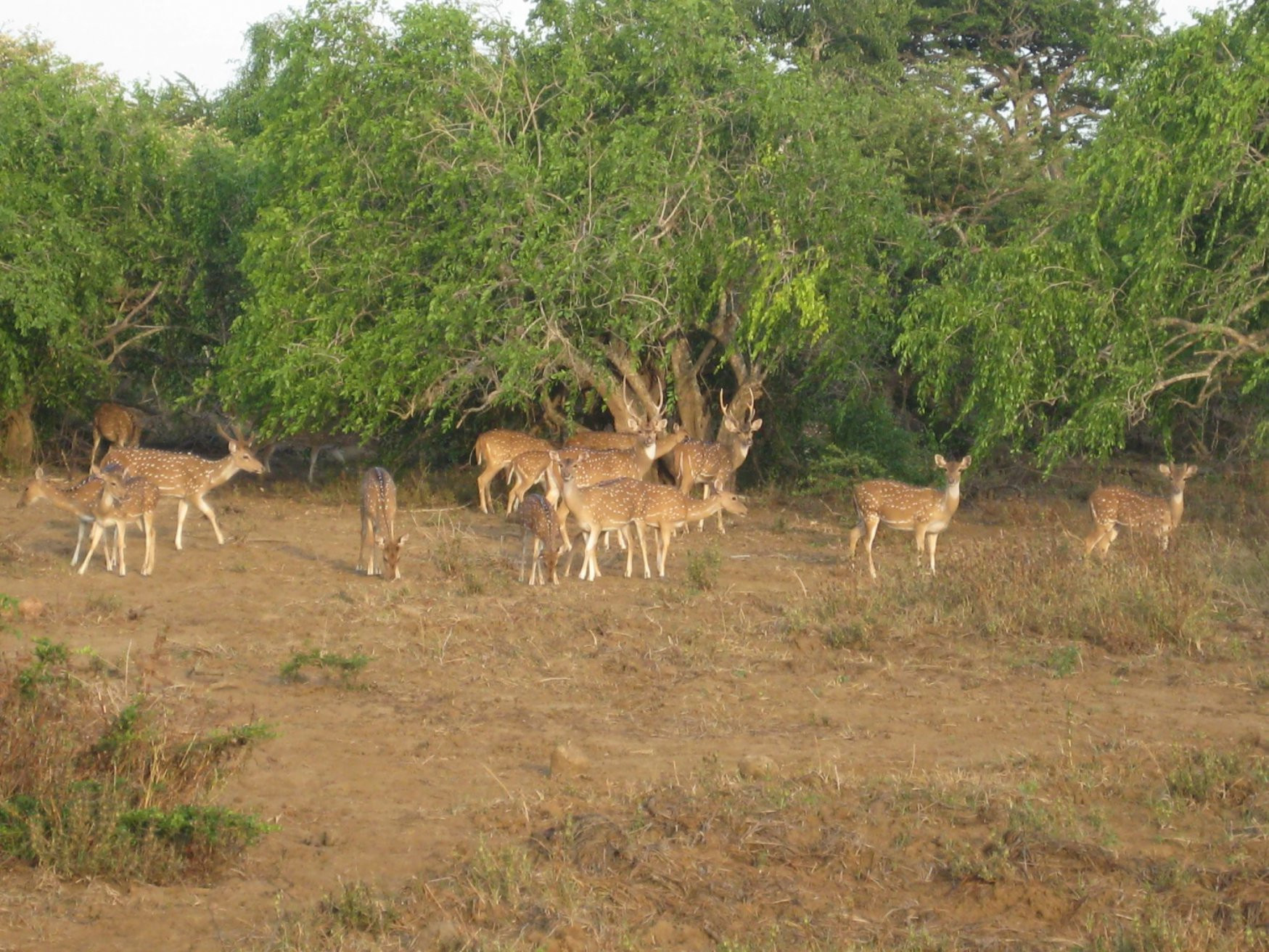 Яла Национальный Парк, Шри-Ланка, фото № 52671 – фотографии Шри-Ланки