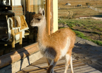Животное в Аргентине – фотографии Аргентины