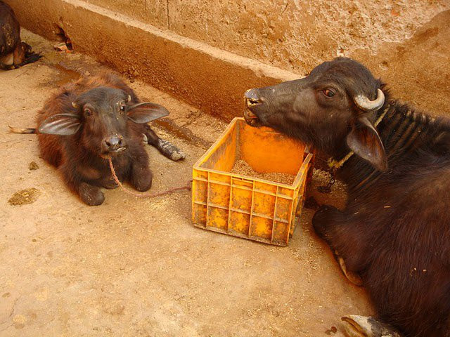 Варанаси, Уттар Прадеш, Индия, фото № 67123 – фотографии Индии