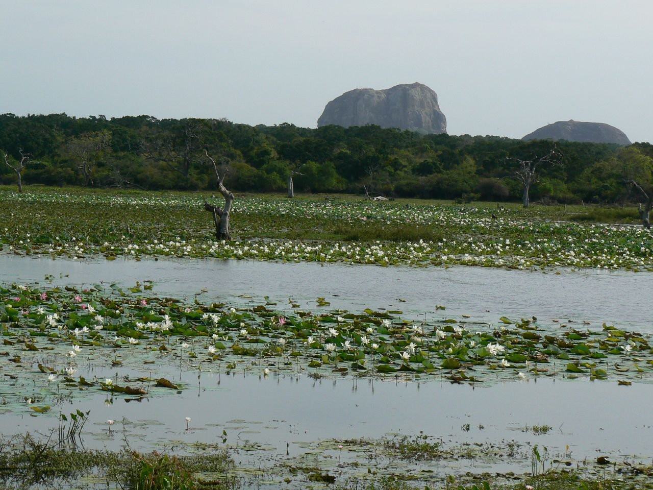 Яла Национальный Парк, Шри-Ланка, фото № 52654 – фотографии Шри-Ланки