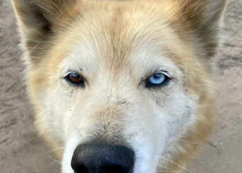 . – фотографии