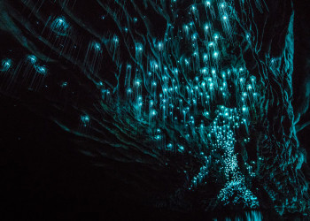 Удивительный биолюминесцентный космос пещер Вайтомо – фотографии Новой Зеландии