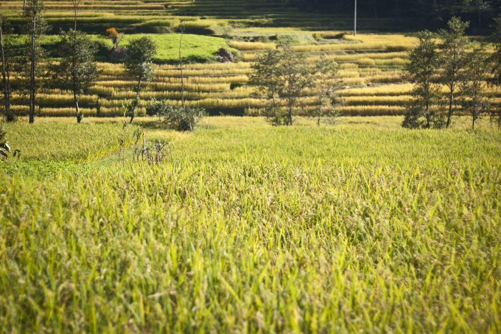 Панаути, Непал, фото № 79313 – фотографии Непала