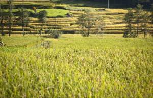 Панаути, Непал, фото № 79313 – фотографии Непала