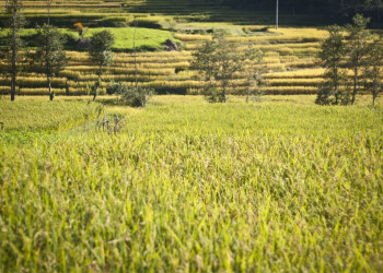 Панаути, Непал, фото № 79313 – фотографии Непала