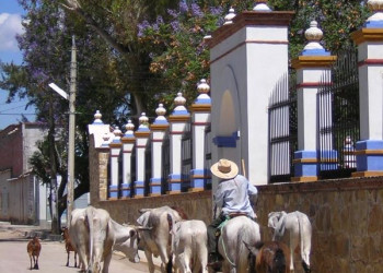 Животные в Оахака, Мексика – фотографии Мексики