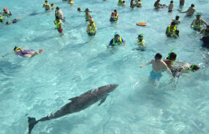 Дельфин в Стингрей Сити, Большой Кайман – фотографии Каймановых островов