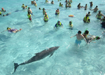 Дельфин в Стингрей Сити, Большой Кайман – фотографии Каймановых островов