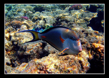 Шарм-эль-Шейх, Египет, фото № 35715 – фотографии Египта
