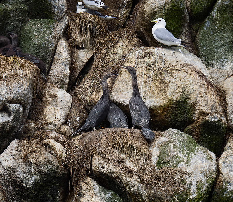 Мыс Монати. Фото 1 – фотографии России