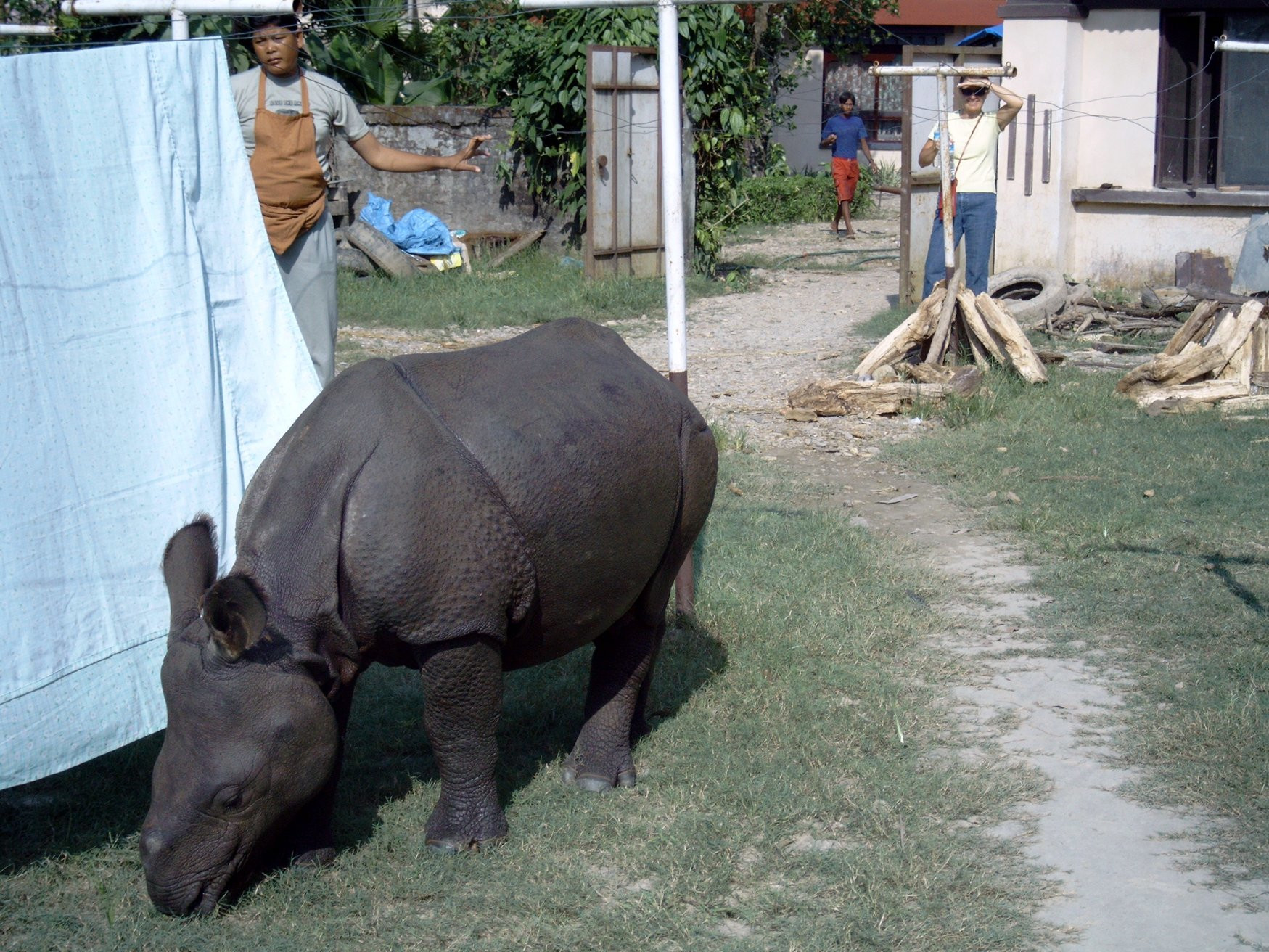 Носорожка – фотографии Непала