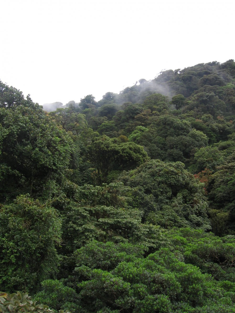 Монтеверде, Пунтаренас провинция, Коста-Рика, фото № 40751 – фотографии Коста-Рики