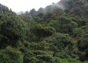 Монтеверде, Пунтаренас провинция, Коста-Рика, фото № 40751 – фотографии Коста-Рики