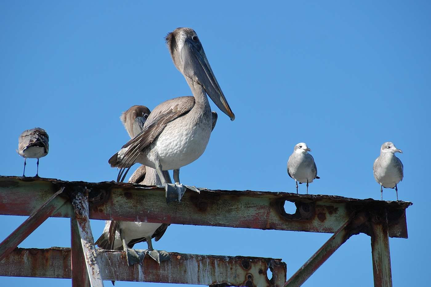 Livingstone pelikan – фотографии Гватемалы